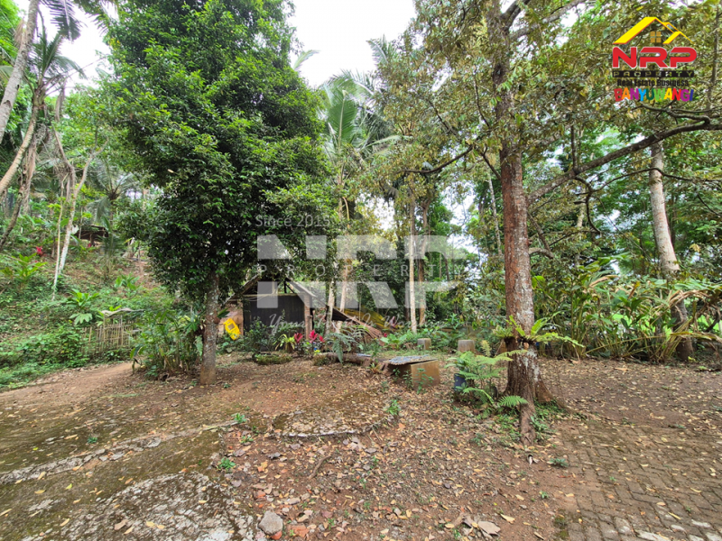 DIJUAL VILLA + KEBUN LUAS di Desa Jelun - Banyuwangi DIJUAL VILLA + KEBUN LUAS di Desa Jelun - Banyuwangi DIJUAL VILLA + KEBUN LUAS di Desa Jelun - Banyuwangi
Privasi terjaga, udara segar, lahan lega untuk taman, kolam renang, atau bahkan mini farm pribadi.
View NRP BANYUWANGI