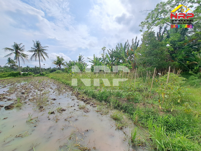 Disewakan Tanah Sawah di Rejosari - Banyuwangi  Disewakan Tanah Sawah di Rejosari - Banyuwangi  Disewakan Tanah Sawah di Rejosari - Banyuwangi&nbsp;
Akses jalan kaki, irigasi ada, cocok untuk tanam padi atau polowijo

Luas Tanah : 1.893 NRP BANYUWANGI