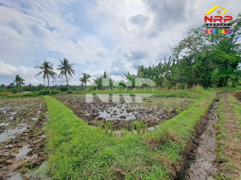 Disewakan Tanah Sawah di Rejosari - Banyuwangi  Disewakan Tanah Sawah di Rejosari - Banyuwangi  Disewakan Tanah Sawah di Rejosari - Banyuwangi&nbsp;
Akses jalan kaki, irigasi ada, cocok untuk tanam padi atau polowijo

Luas Tanah : 1.893 NRP BANYUWANGI