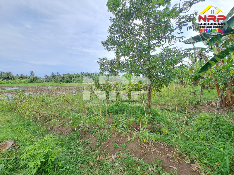 Disewakan Tanah Sawah di Rejosari - Banyuwangi  Disewakan Tanah Sawah di Rejosari - Banyuwangi  Disewakan Tanah Sawah di Rejosari - Banyuwangi&nbsp;
Akses jalan kaki, irigasi ada, cocok untuk tanam padi atau polowijo

Luas Tanah : 1.893 NRP BANYUWANGI