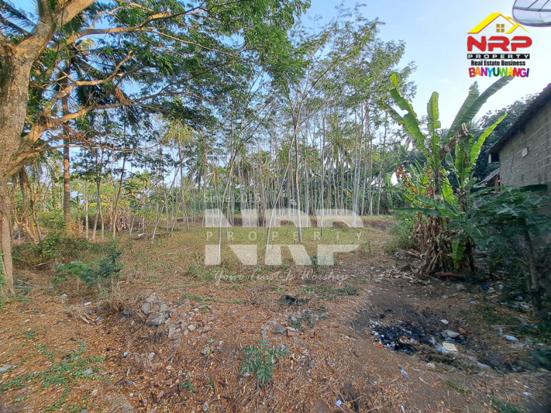 Tanah Kebun Dijual Masih Produkti dan Strategis di Kalipuro - Banyuwangi  Tanah Kebun Dijual Masih Produkti dan Strategis di Kalipuro - Banyuwangi  Tanah Kebun Dijual Masih Produkti dan Strategis di Kalipuro - Banyuwangi&nbsp;
Dekat dengan kantor koramil klatak, dekat dengan SMKN 1 Kalipuro&nbsp;
Cocok NRP BANYUWANGI