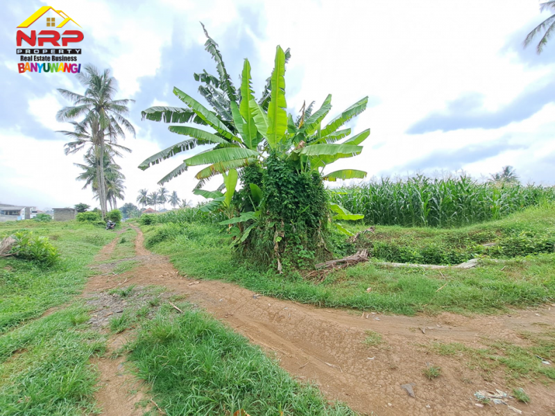 TANAH MURAH DI KAWASAN PERUM. GADING MAS PERMAI, DADAPAN - BANYUWANGI  TANAH MURAH DI KAWASAN PERUM. GADING MAS PERMAI, DADAPAN - BANYUWANGI TANAH MURAH DI KAWASAN PERUM. GADING MAS PERMAI, DADAPAN - BANYUWANGI&nbsp;
Lokasi sangat strategis, Akses Jl. Perumahan, Roda 4.
Cocok untuk pengembangan NRP BANYUWANGI