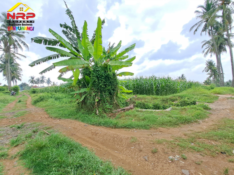 TANAH MURAH DI KAWASAN PERUM. GADING MAS PERMAI, DADAPAN - BANYUWANGI  TANAH MURAH DI KAWASAN PERUM. GADING MAS PERMAI, DADAPAN - BANYUWANGI TANAH MURAH DI KAWASAN PERUM. GADING MAS PERMAI, DADAPAN - BANYUWANGI&nbsp;
Lokasi sangat strategis, Akses Jl. Perumahan, Roda 4.
Cocok untuk pengembangan NRP BANYUWANGI