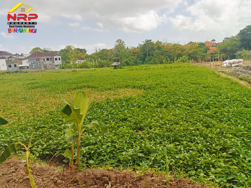 TANAH MURAH DIBAWAH HARGA PASAR DI KEROBOKAN BALI  Tanah Murah Di Canggu, Kerobokan Bali  ????? Dijual Tanah Murah Di Kerobokan Umalas Dengan View Sawah Dan Sungai&nbsp;

???? Hanya 5menit Ke Seminyak, Batu Belig Area Dan 8menit Ke NRP BANYUWANGI