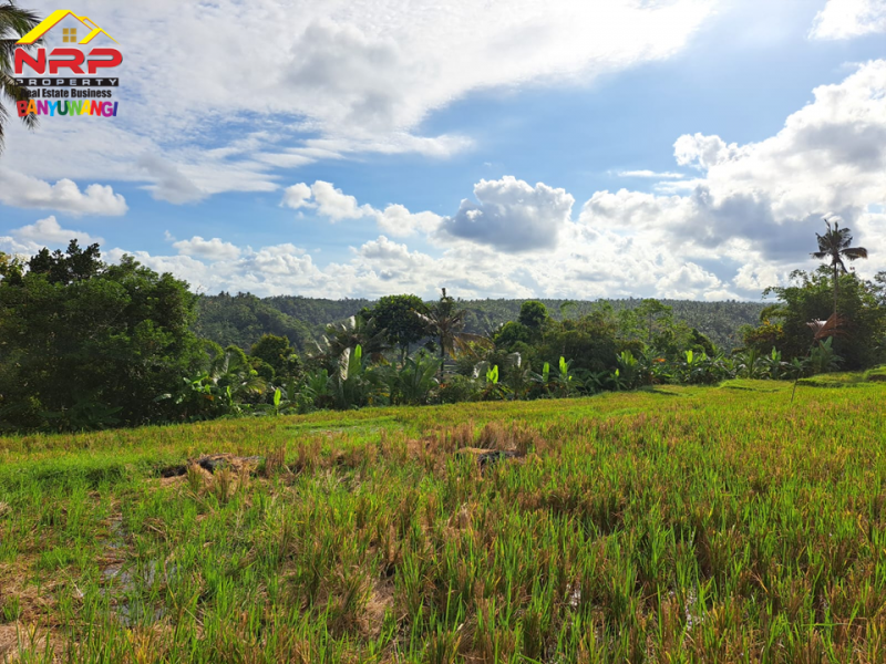 Tanah Sawah  Produktif Murah 99RBAN Saja Per Meter  Tanah Sawah  Produktif Murah 99RBAN Saja Per Meter  Dijual Tanah Sawah&nbsp; Produktif Murah di Desa Gumuk, Glagah
View Persawahan yang sangat indah. Hanya 100rban saja per meter. Irigasi lancar. Cocok untuk NRP BANYUWANGI