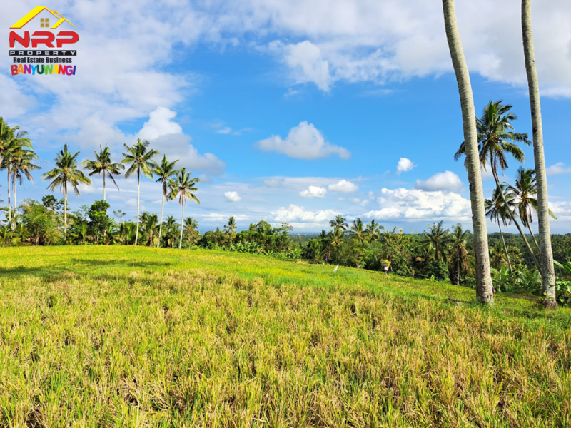 Tanah Sawah  Produktif Murah 99RBAN Saja Per Meter  Tanah Sawah  Produktif Murah 99RBAN Saja Per Meter  Dijual Tanah Sawah&nbsp; Produktif Murah di Desa Gumuk, Glagah
View Persawahan yang sangat indah. Hanya 100rban saja per meter. Irigasi lancar. Cocok untuk NRP BANYUWANGI