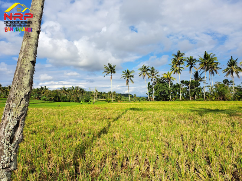 Tanah Sawah  Produktif Murah 99RBAN Saja Per Meter  Tanah Sawah  Produktif Murah 99RBAN Saja Per Meter  Dijual Tanah Sawah&nbsp; Produktif Murah di Desa Gumuk, Glagah
View Persawahan yang sangat indah. Hanya 100rban saja per meter. Irigasi lancar. Cocok untuk NRP BANYUWANGI