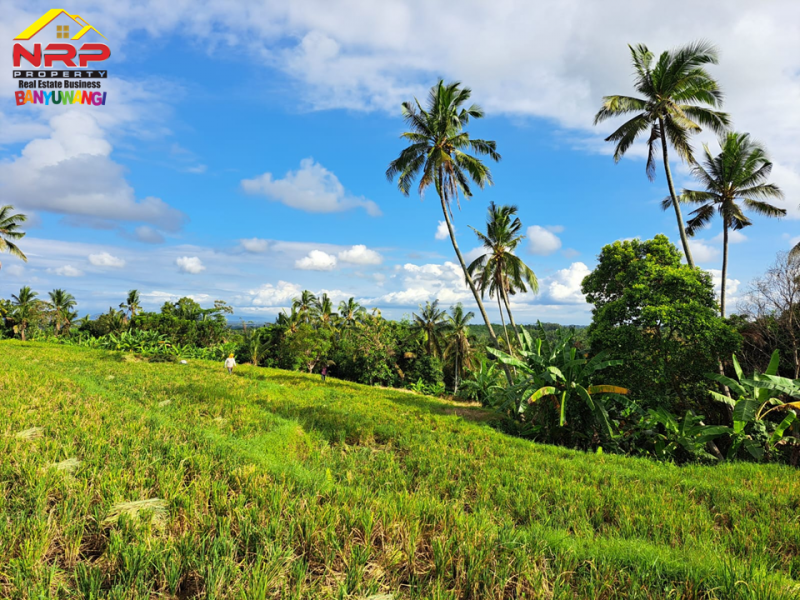 Tanah Sawah  Produktif Murah 99RBAN Saja Per Meter  Tanah Sawah  Produktif Murah 99RBAN Saja Per Meter  Dijual Tanah Sawah&nbsp; Produktif Murah di Desa Gumuk, Glagah
View Persawahan yang sangat indah. Hanya 100rban saja per meter. Irigasi lancar. Cocok untuk NRP BANYUWANGI