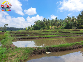 Dijual Tanah Sawah  Produktif Murah di Desa Paspan, Glagah Dijual Tanah Sawah  Produktif Murah di Desa Paspan, Glagah Dijual Tanah Sawah  Produktif Murah di Desa Paspan, Glagah
500 Meter dari Jln Raya Lijen. Akses Mudah, tepi Jalan Aspal. Irigasi Lancar.
Cocok untuk NRP BANYUWANGI